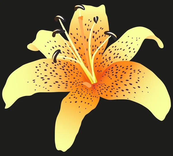 Lilienblüte. — Stockvektor