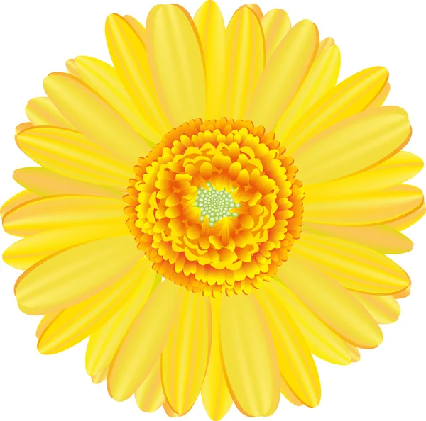 Flor de gerbera . —  Vetores de Stock