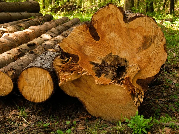 Het snijden hout — Stockfoto