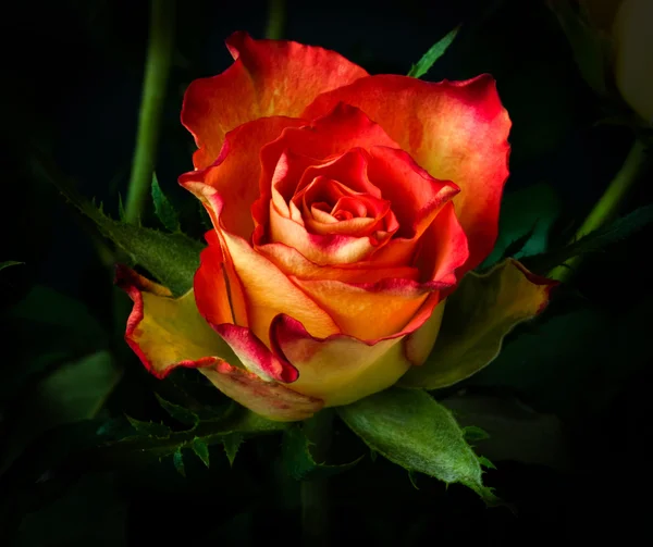 Rose flower. — Stock Photo, Image