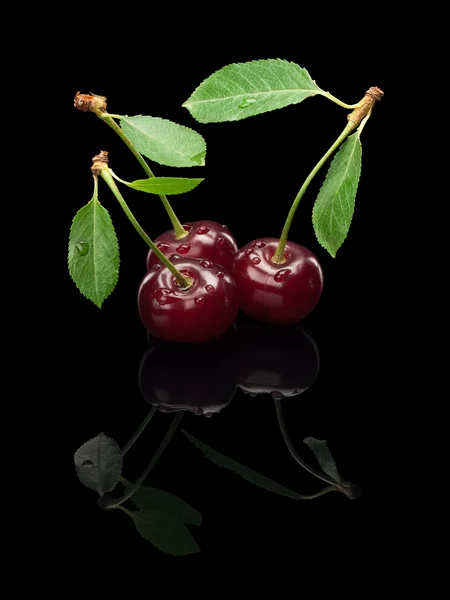 Üç meyveleri küçük bir yeşil kiraz sapı