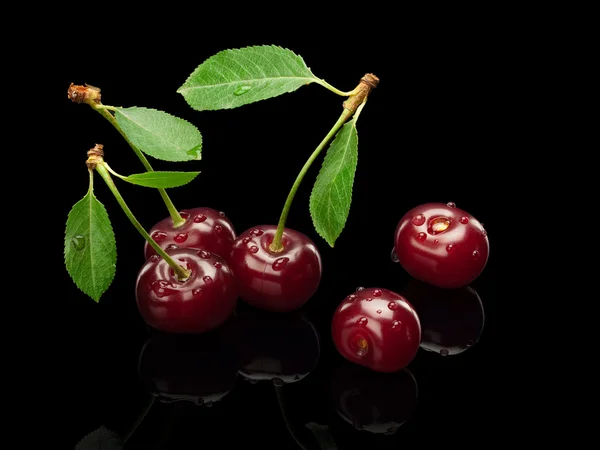 Fem bär av ett körsbär på en liten grön stjälk — Stockfoto