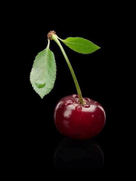 kiraz berry yeşil küçük bir sap üzerinde.