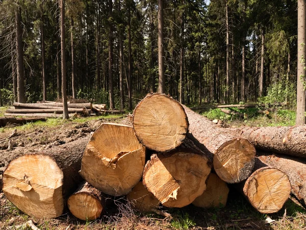 Abbattimento degli alberi — Foto Stock