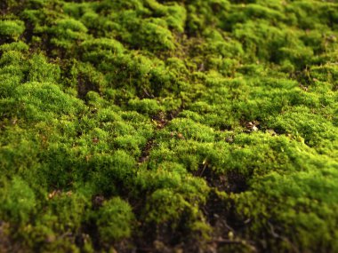 ahşap moss