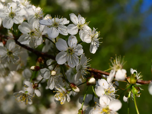 Cseresznye virágzás — Stock Fotó