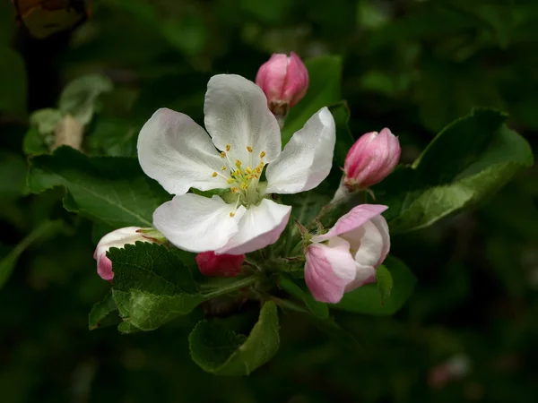 Apple-tree flowering — Stock Photo, Image