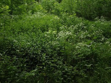 Park değil bakımlı bir köşesinde