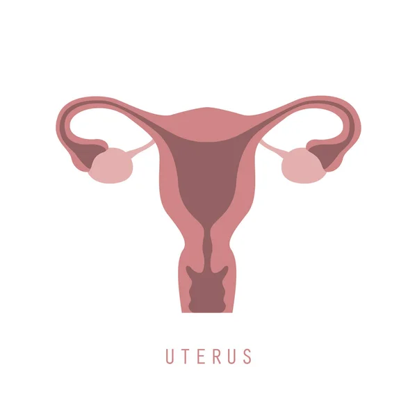 Γυναίκα αναπαραγωγικό σύστημα γυναίκες μήτρα ωοθήκη εικονίδιο — Διανυσματικό Αρχείο