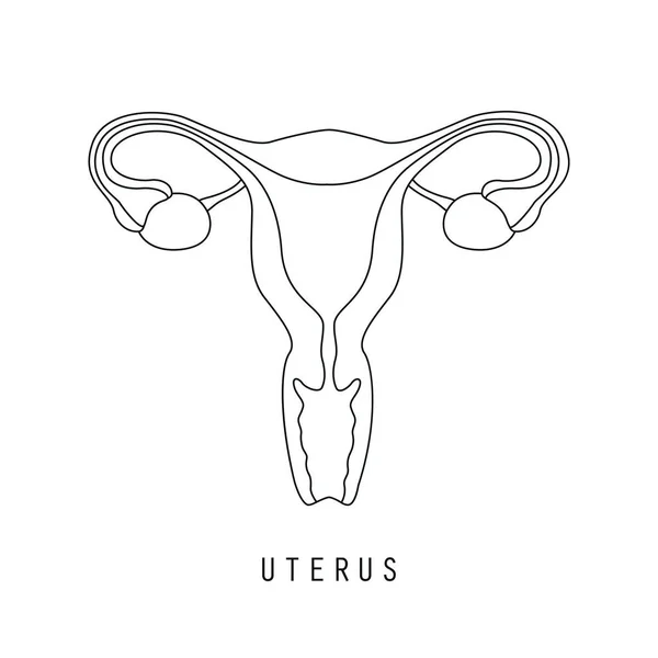 Weibliches Fortpflanzungssystem Frauen Uterus Eierstock Symbol — Stockvektor