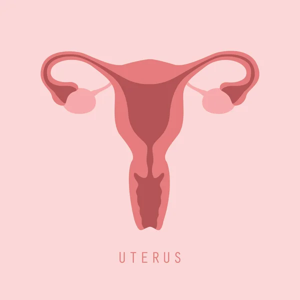 Système reproducteur féminin femmes utérus ovaire icône — Image vectorielle