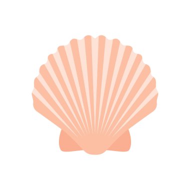 deniz kabuğu beyaz arkaplan vektörü üzerinde izole