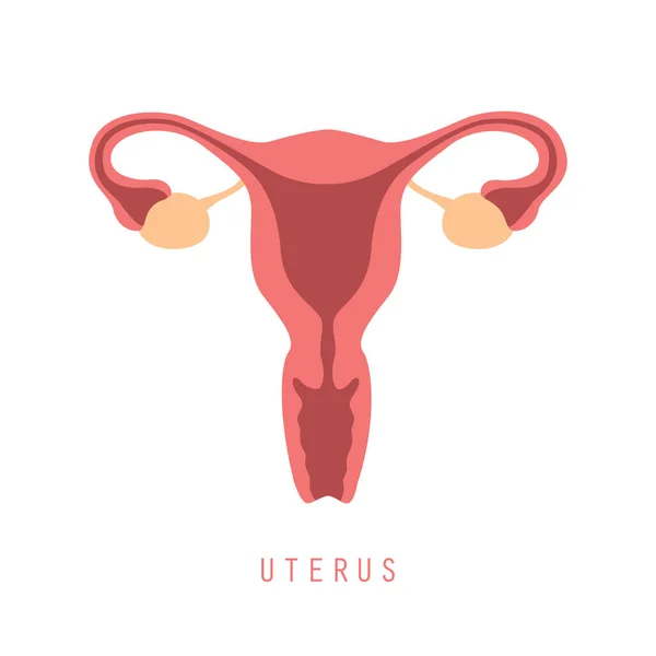 Weibliches Fortpflanzungssystem Frauen Uterus Eierstock Symbol — Stockvektor