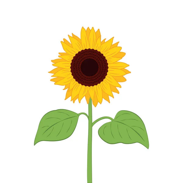 Sunflower illustration with green leaf isolated on white — Stok Vektör