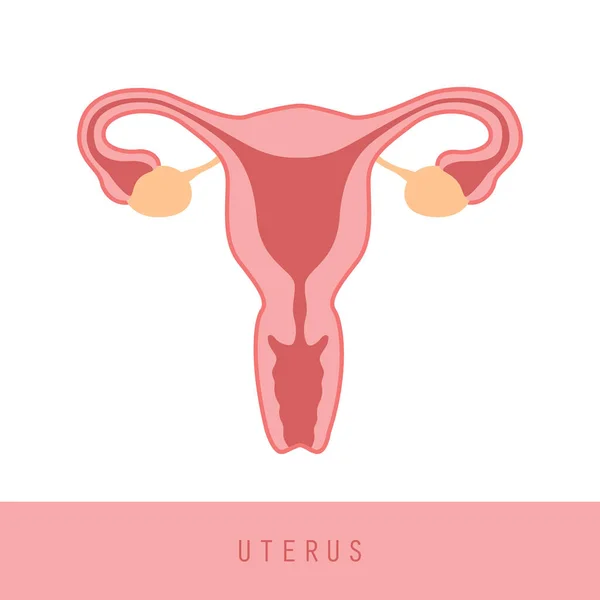 Sistema Reprodutivo Feminino Mulheres Útero Ovário Ícone Vetor Ilustração Eps10 — Vetor de Stock