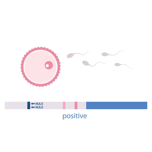 Θετικό Τεστ Εγκυμοσύνης Γονιμοποιημένο Ωάριο Και Σπερματοζωάρια Διανυσματική Απεικόνιση Eps10 — Διανυσματικό Αρχείο