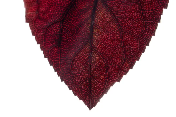 Tekstur alami, latar belakang abstrak. Foto berkualitas tinggi. Fotografi makro daun burgundy dalam nuansa alami — Stok Foto