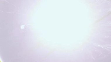 Beyaz alkol mürekkebi olan soyut sanatsal tasarım. Petri kabındaki boyaların kimyasal reaksiyonunun makro bir videosu beyaz ışık dalgaları yaratıyor.