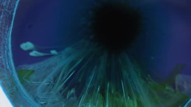 Beyaz ve mavi alkol mürekkebi ile soyut grunge arka plan tasarımı. Petri kabındaki boyanın kimyasal reaksiyonunun makro videosu. Genişleyen evrenin güzel sıvı uzay video sanatı, uygun