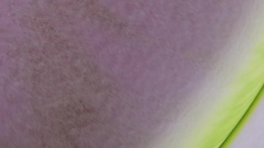 Meditasyon akışkan video sanatı yeşil, pembe ve beyaz alkol mürekkebi ile güzel bir soyut sanat arkaplanı yaratır. Makro boya hareketi videosu. Yumuşak ve nazik renk bir boya dalgasıyla değişir.