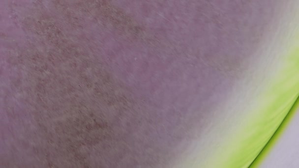 Медитативный Флюидный Видеоарт Создает Красивый Художественный Фон Зеленых Розовых Белых — стоковое видео