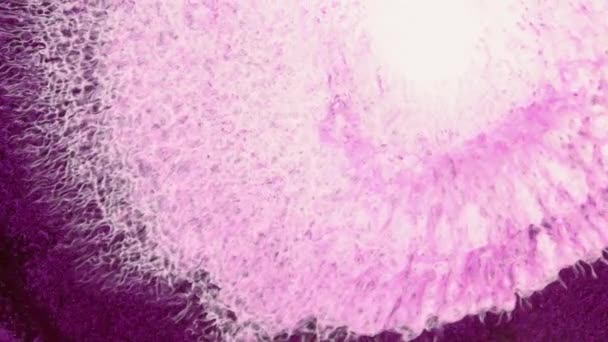明亮的抽象流体艺术背景 浓郁的富士彩绘喷溅 幻想粉色白色泡沫和波浪在生动的紫色液体 适合于运动图形 视觉的高质量视频设计 — 图库视频影像