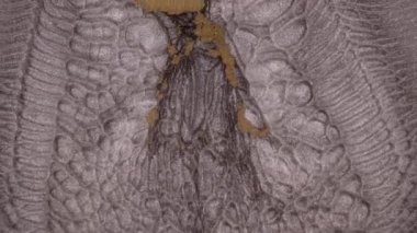 Su dalgalarının, dalgaların, mermerlerin soyut arkaplanı. Güzel sıvı sanat. Akışkan sanat çizimi videosu, renkli dalgalı soyut akrilik doku. Parçacık arkaplanı altında sıvı.