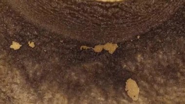 Altın tozu parçacıkları havada yavaş çekimde uçar ve yavaşça kalır. Toz Parçacıkları. Kar tanecikleri. Yüksek kalite 4k görüntü.