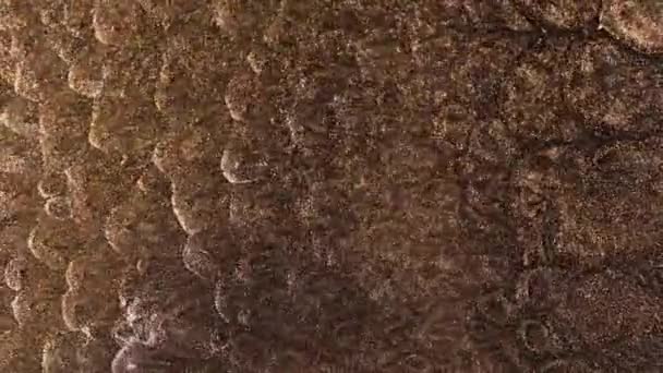 金の塵粒子はゆっくりと空気中のゆっくりとした動きで飛ぶ 塵粒子 雪の粒子の背景 高品質4K映像 — ストック動画