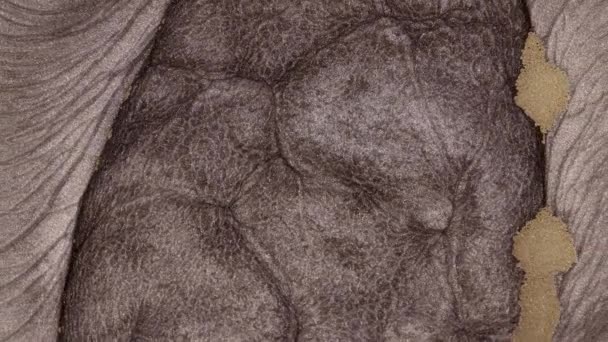 大理石的抽象背景 美丽的液体艺术 流畅的艺术绘画视频 抽象的丙烯酸质感与多彩的波浪 粒子抽象背景下的液体 — 图库视频影像