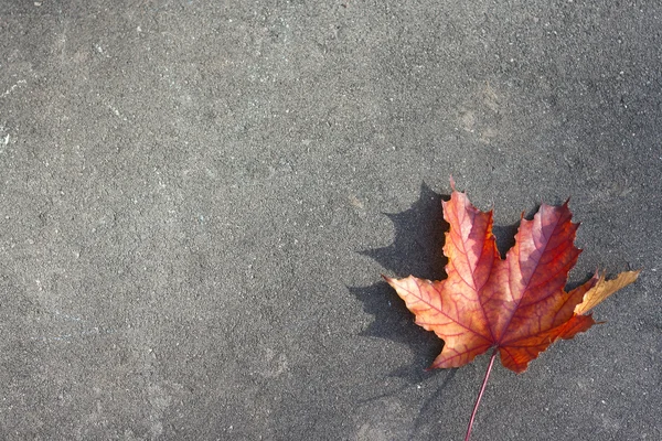 Feuille rouge sur le sol — Photo