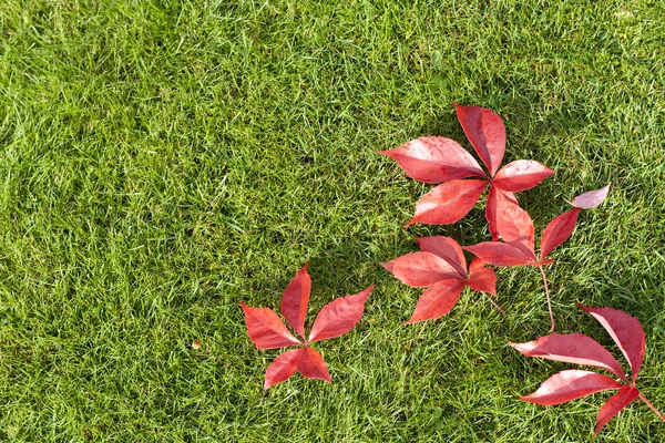 Red leaves on green grass — Stock Photo, Image