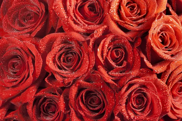Rosa roja oscura con gotitas de agua — Foto de Stock