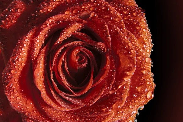 Rosa vermelha com gotas de água — Fotografia de Stock