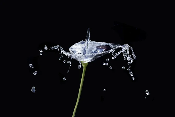 Calla bloem van water — Stockfoto