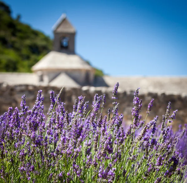 Abbaye de S:nanque with lavender field, Provence, France — стоковое фото