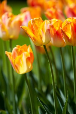 bulanık arka plan üzerinde renkli Lale