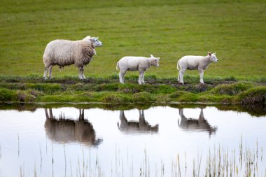 Sheep with two lambs and reflection in water