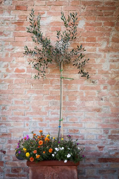 Azeitona sobre fundo tijolo, Toscana, Itália — Fotografia de Stock