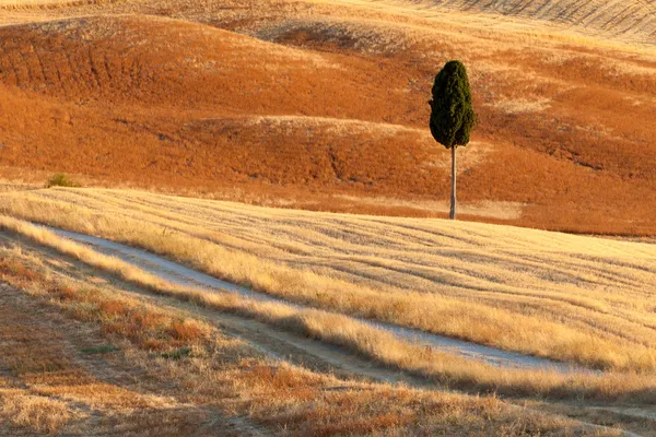 Lonely cyprus, campo toscano cerca de Pienza, Toscana, Italia —  Fotos de Stock