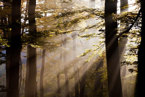 Ліс і світло — стокове фото