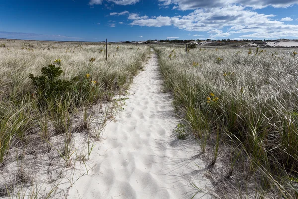 Coastal trail on Crane beach, Ipswitch, Massachusetts, USA — Stock Photo, Image