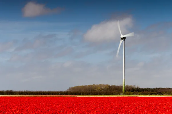 Turbina eólica e campo de tulipa — Fotografia de Stock