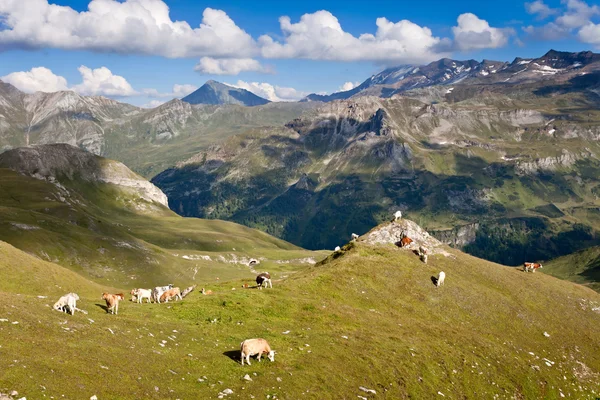 View on Carinthian Alps from Grossglockner Hohalpenstrasse, Aust — Stock Photo, Image