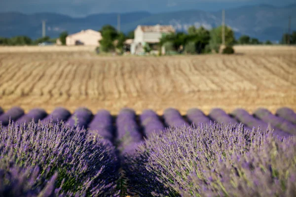 Righe fiorite di lavanda, Altopiano di Valensole, Provenza, Francia — Foto Stock