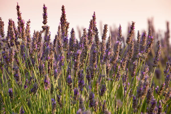 Lavanda florescente, Planalto de Valensole, Provence, França — Fotografia de Stock