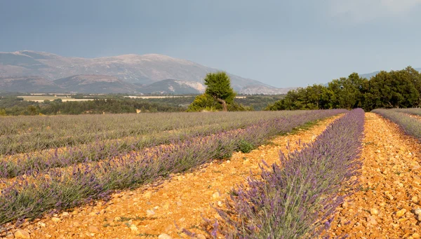 Bloeiende lavendel veld, hoogvlakte van valensole, provence, Frankrijk — Stockfoto