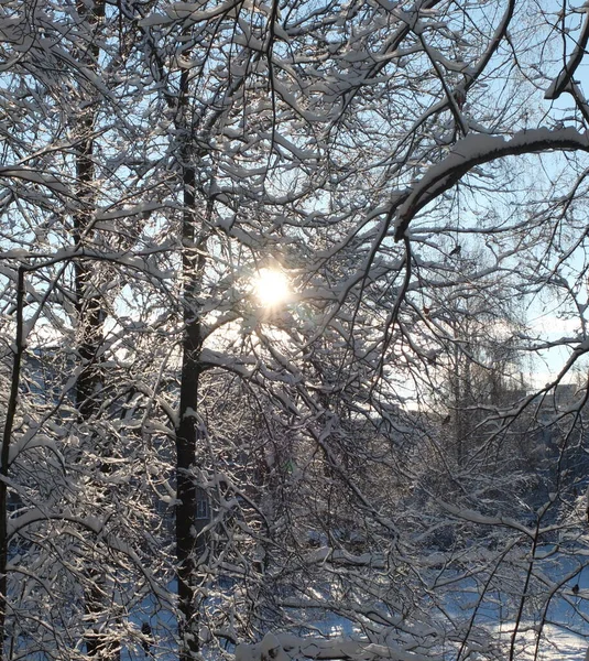 Die Sonne Scheint Frühen Morgen Durch Die Äste Eines Verschneiten — Stockfoto