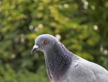 Güvercin (Columba palumbus)