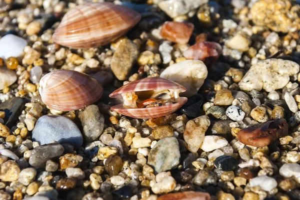 Three shells lying on the sand and on the rocks — Stock Photo, Image